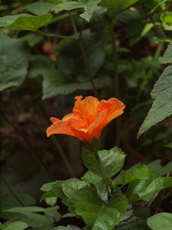 P8067358