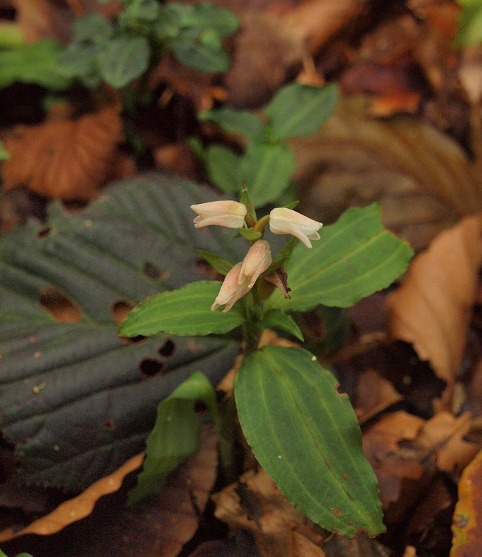 P9109548akebonosyusurann_1