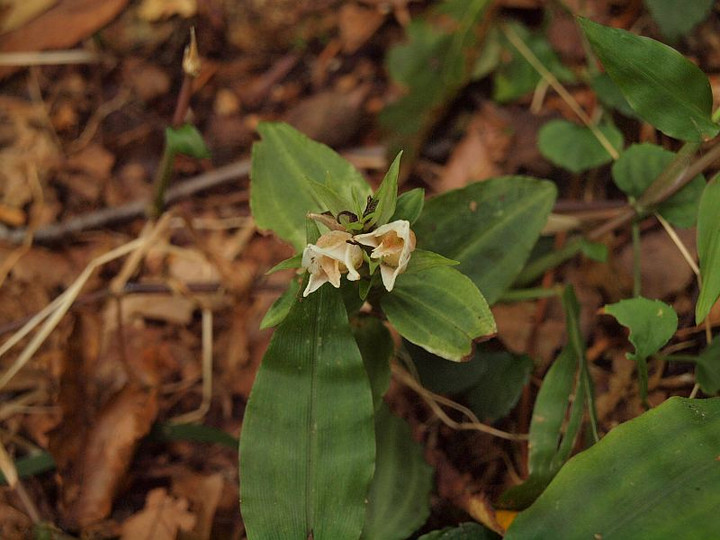 P9109589akebonosyusurann_2