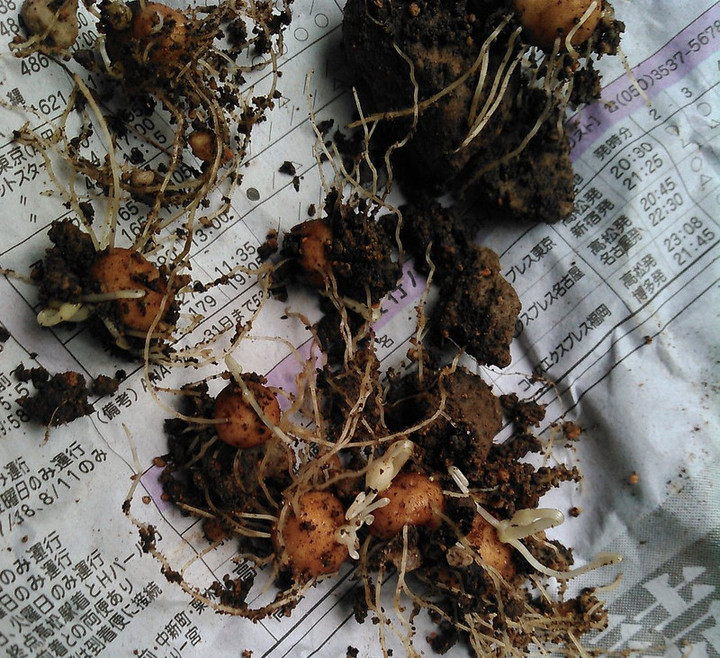 Kimg0173setubunnsou_2_2