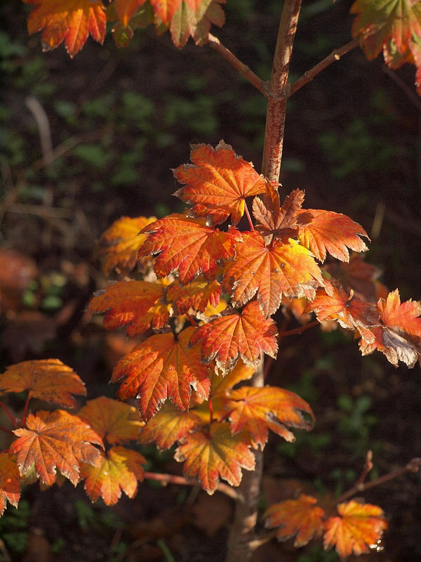 庭の四季を綴る : コハウチワカエデ、紅葉