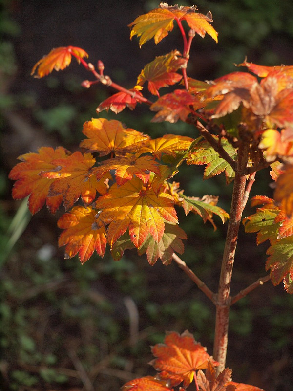 庭の四季を綴る : コハウチワカエデ、紅葉
