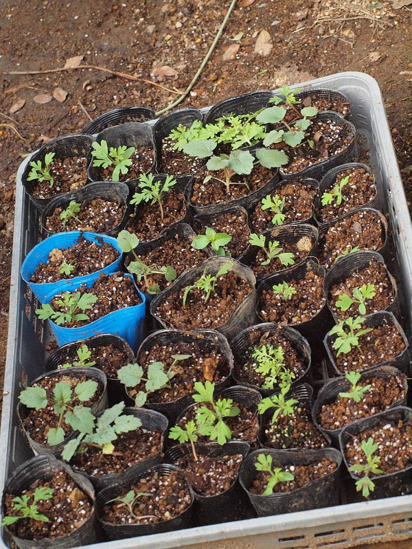 Pc085399dhidhisukasu