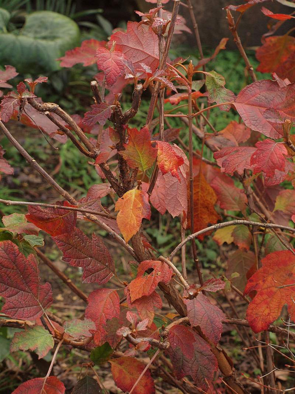 Pc236103kasiwabaajisai