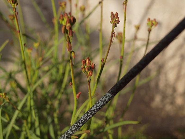 P1258326herio_haname