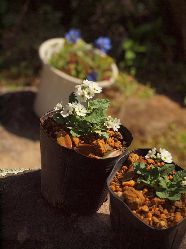 P4134343yukiwarikozakura