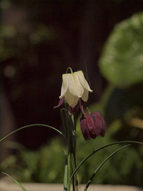 P4134352siroi_mereagurisu