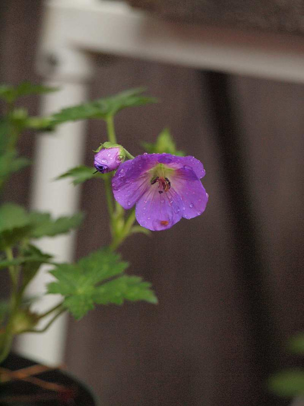 P5249083