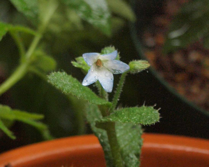 P5249087