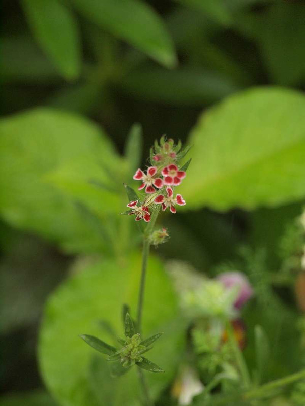 P5249106