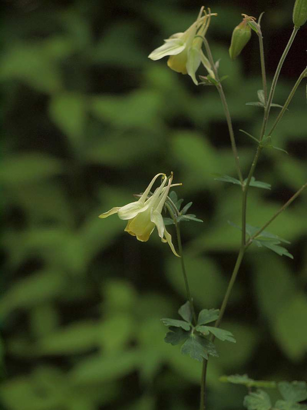 P5269131