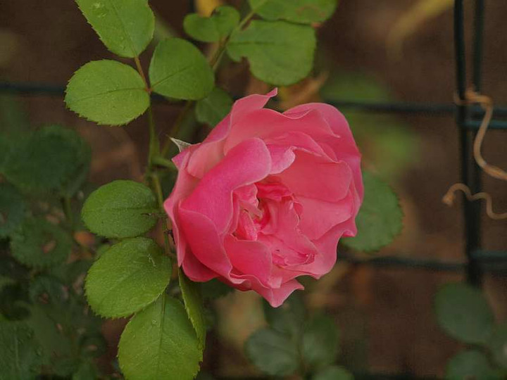 P5269157