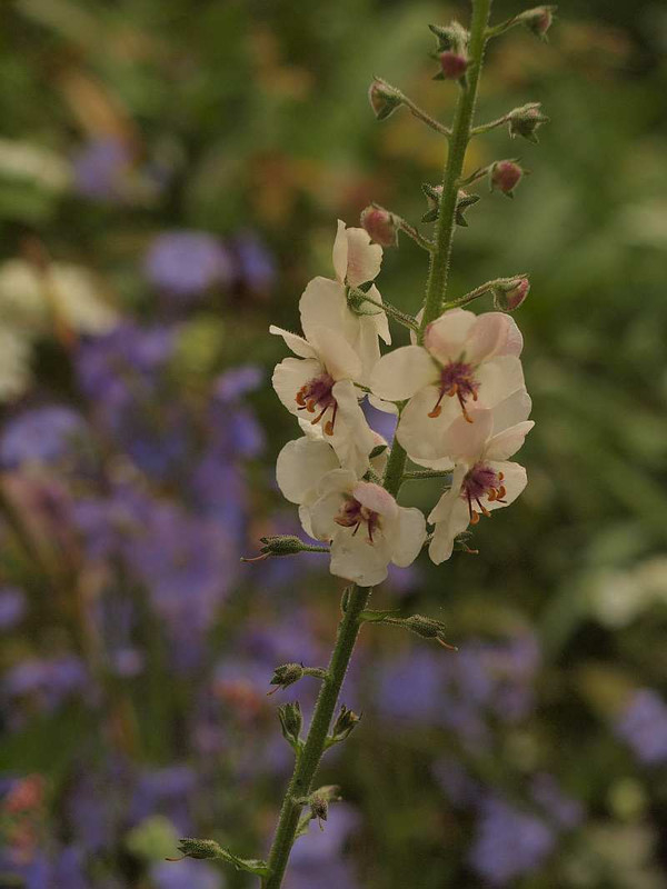 P5269160