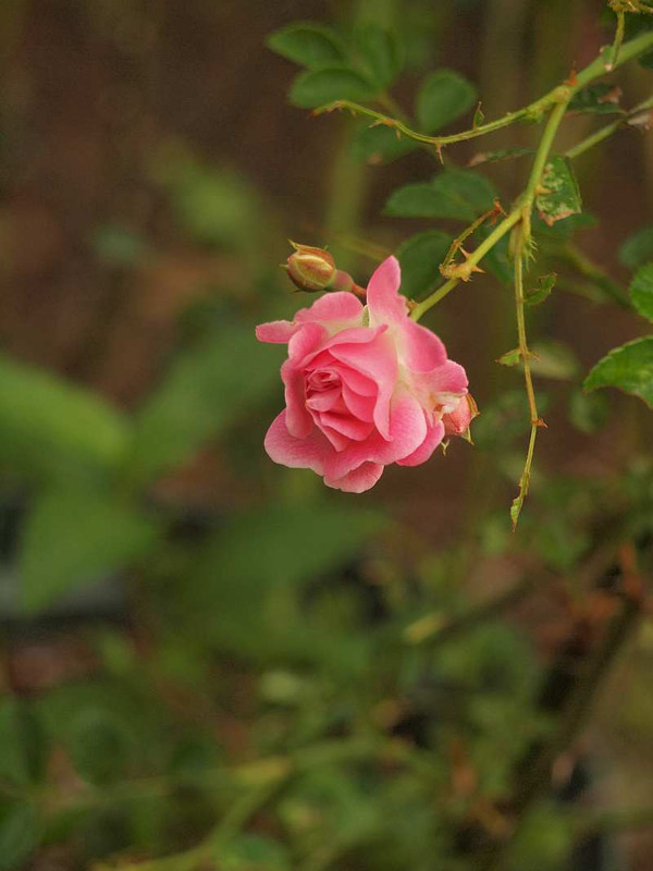 P5269166