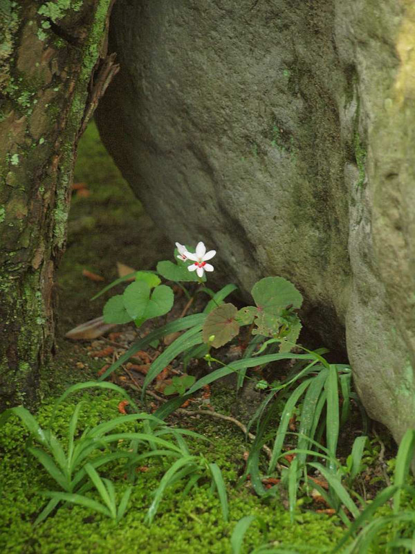 P5290050