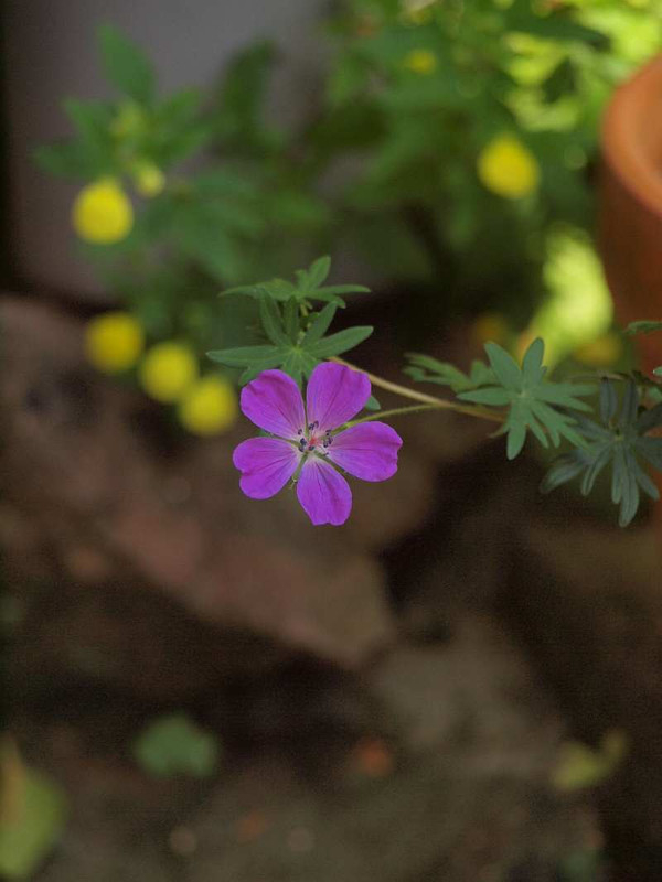 P5290056