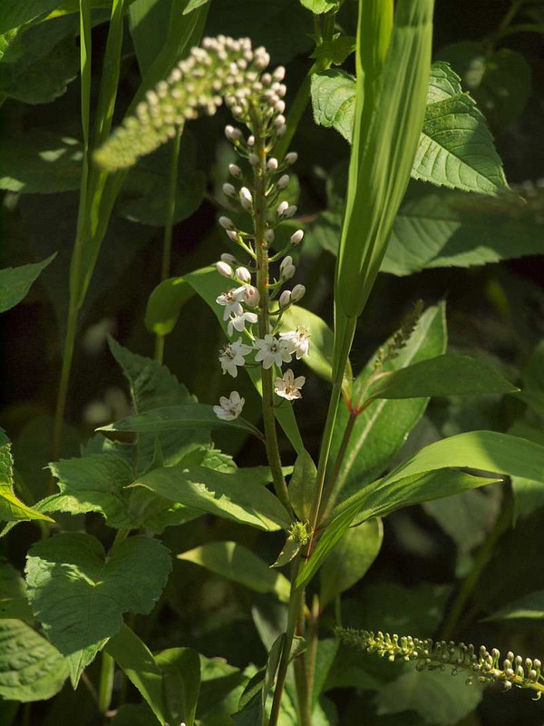 P5290068