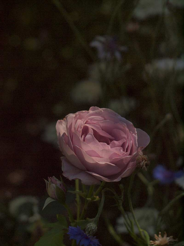 P5290073