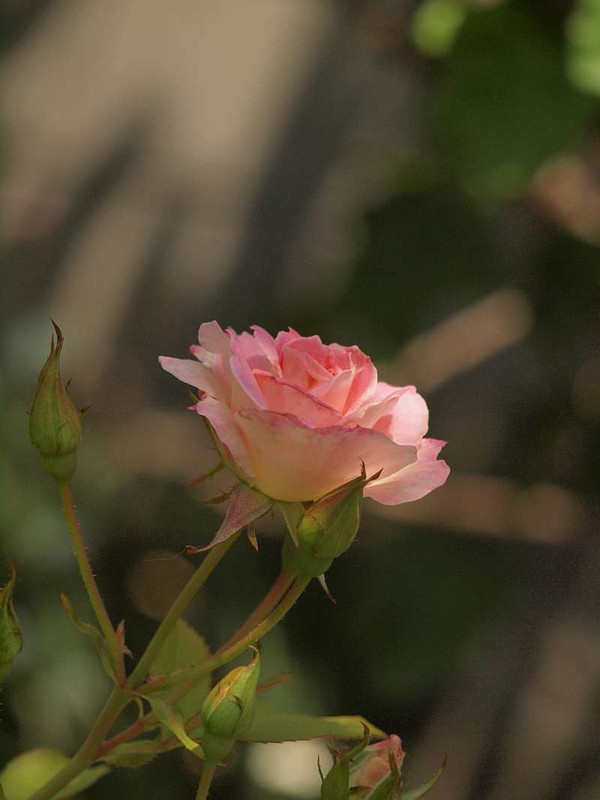 P5290076