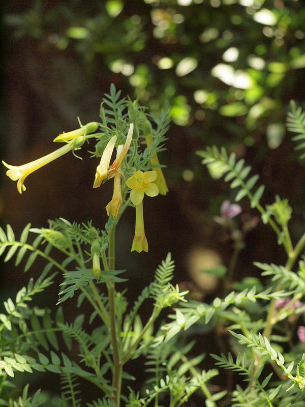P5290090