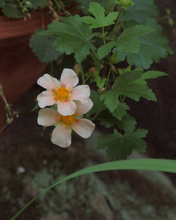 P5290104