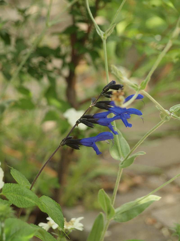 P5300121