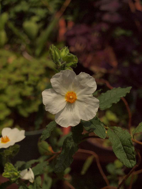P5310132