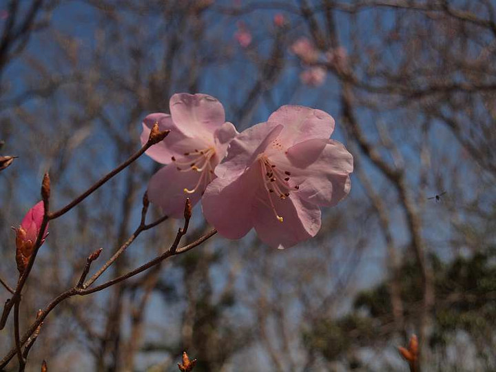P4306485bokasiakebono
