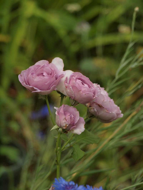 P6010186_2