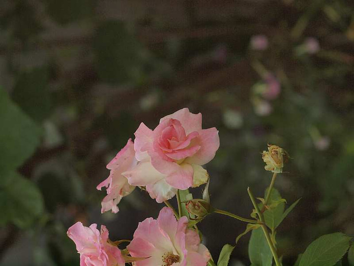 P1010241