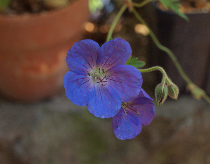 P6050618