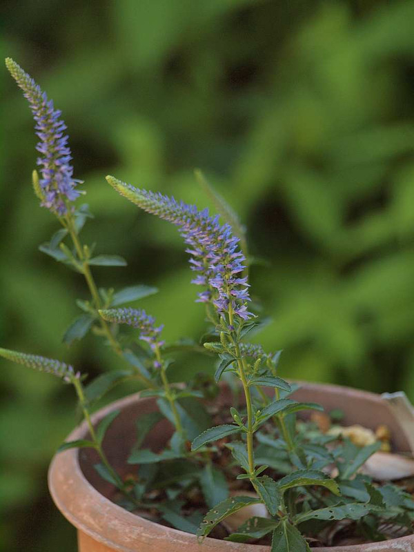 P6050630