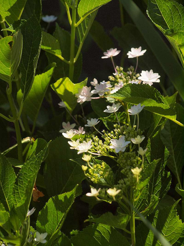P6050636