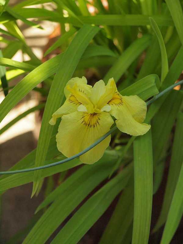 P6050651