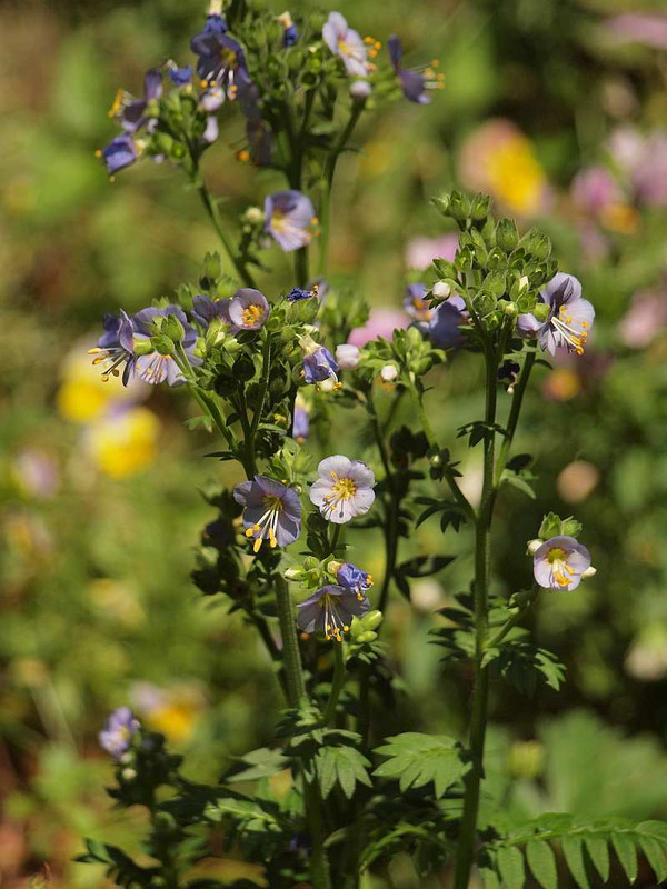 P6050661