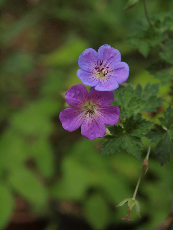 P6101168