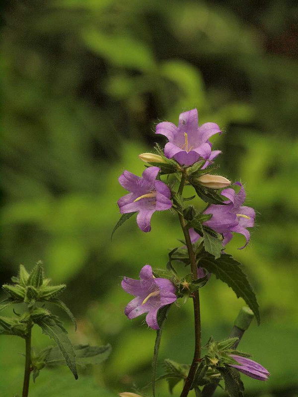 P6111214