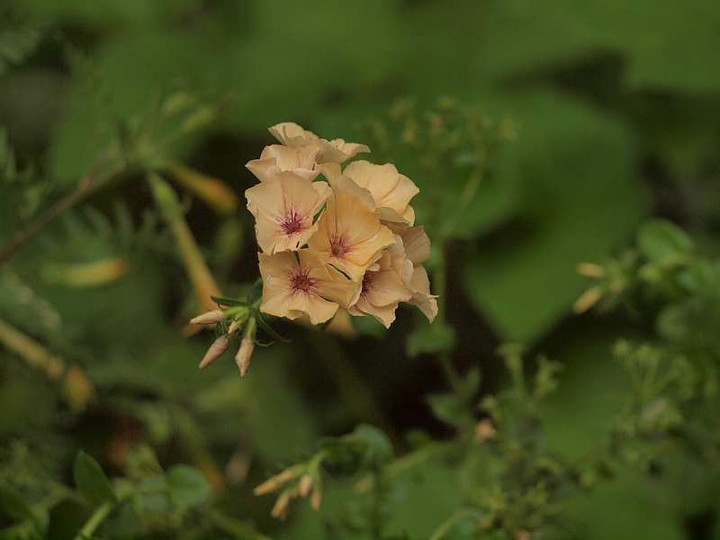 P6111233