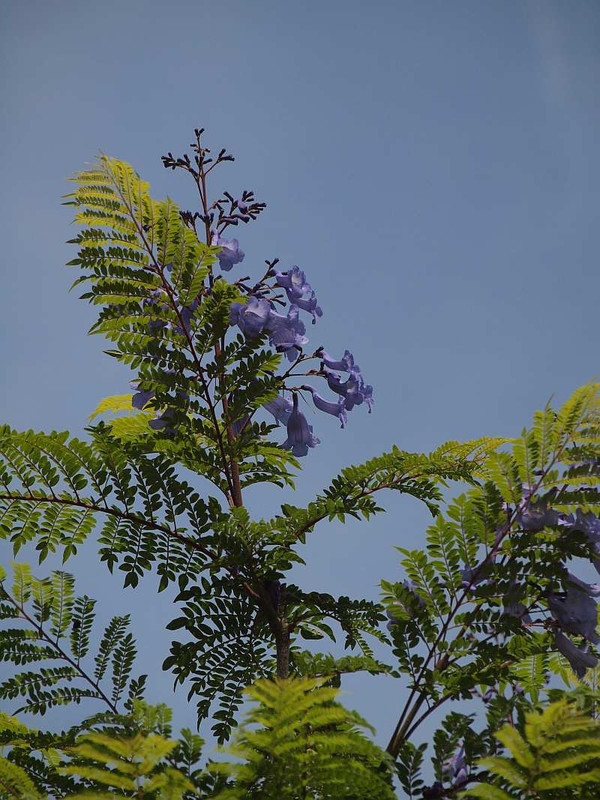P6121242