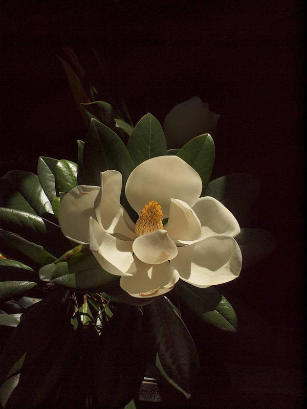 P6131296