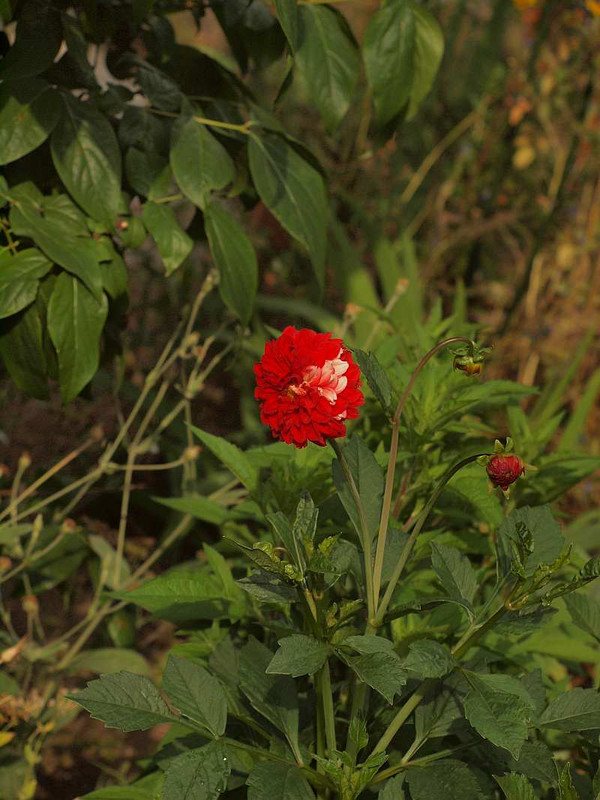 P6181716