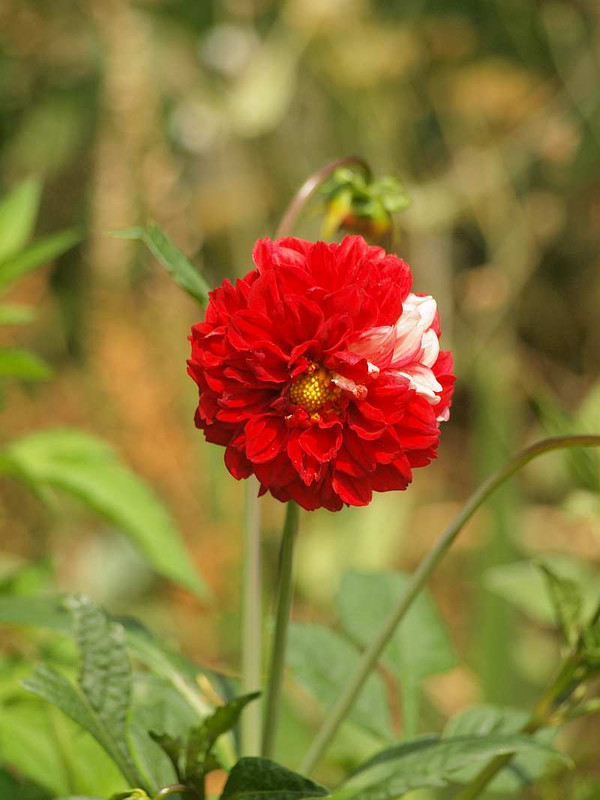 P6181736