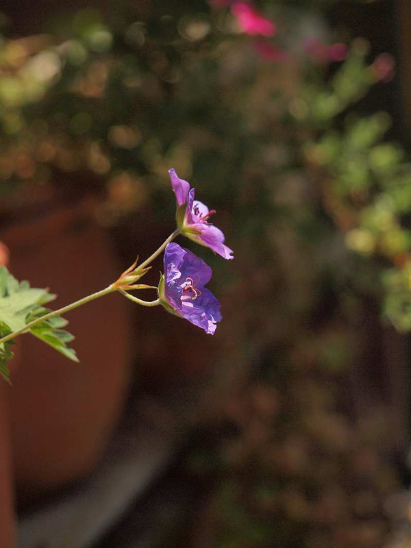 P6191759