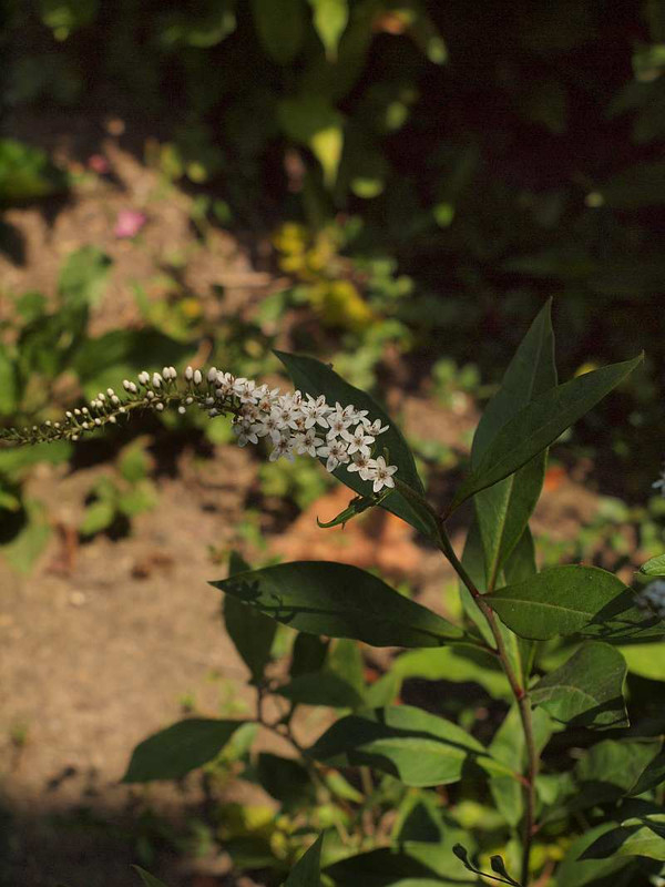 P6191764