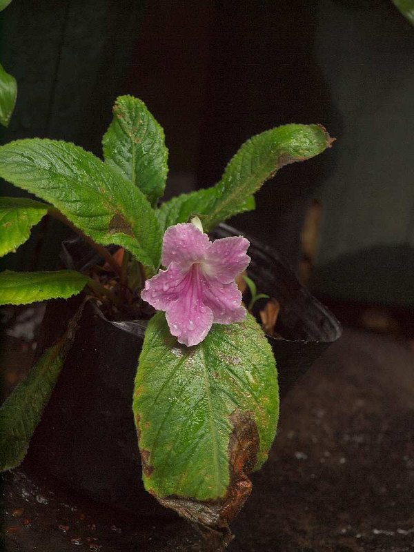 P6211815