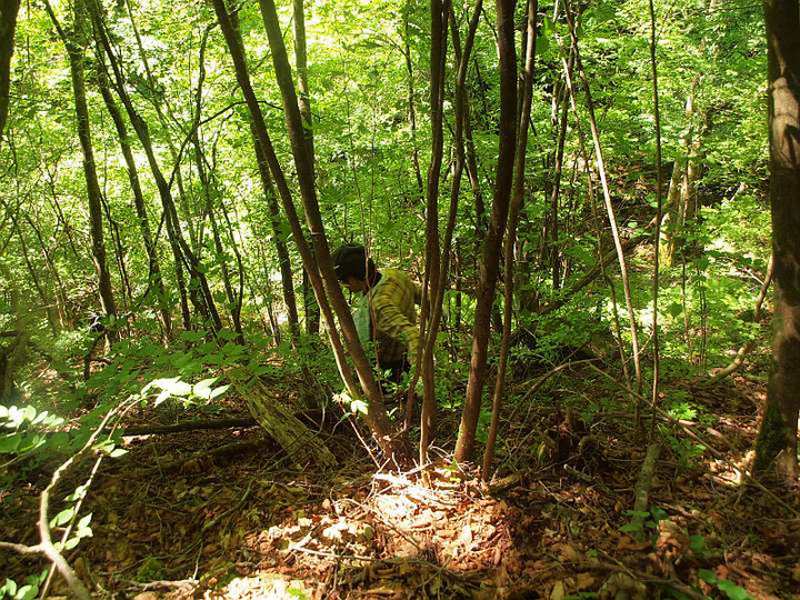 P5279334kumutomatosann