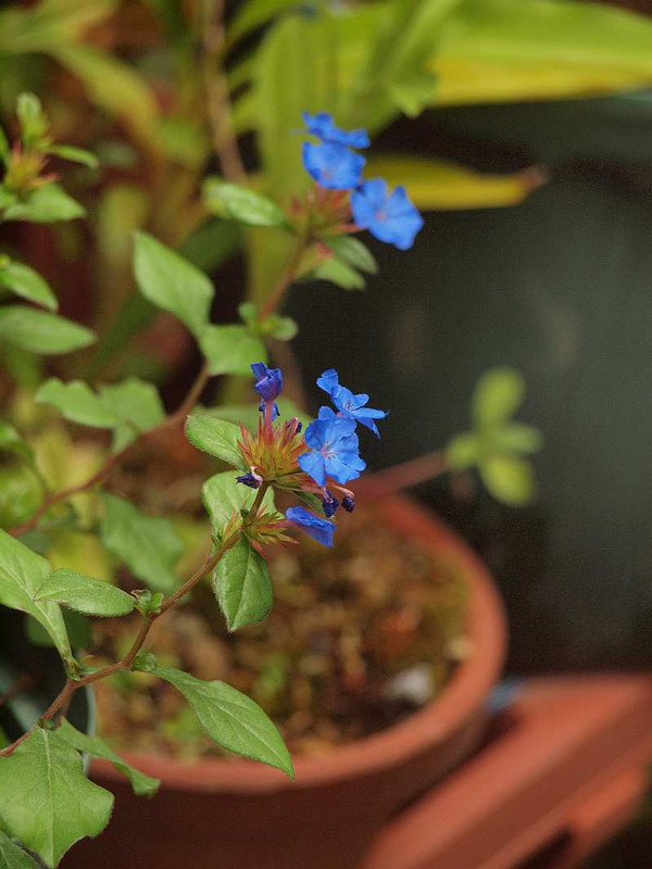 P6241846