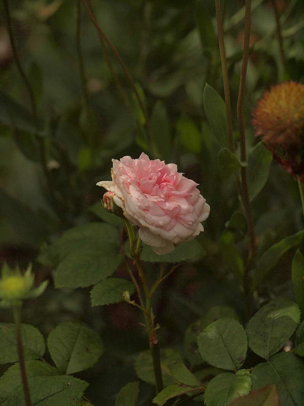 P6241871