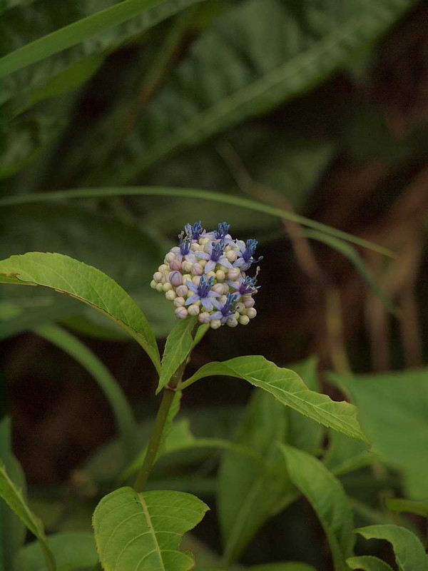 P6241878