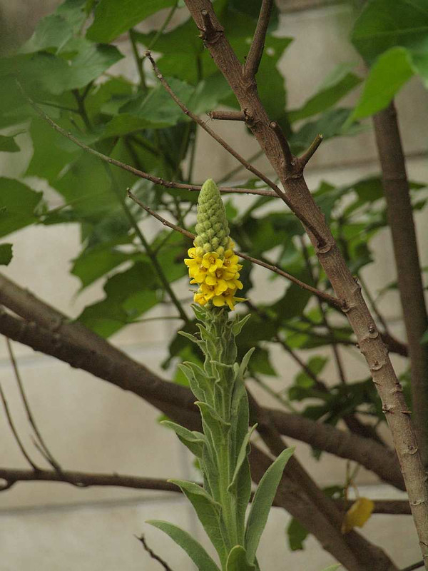 P6272027
